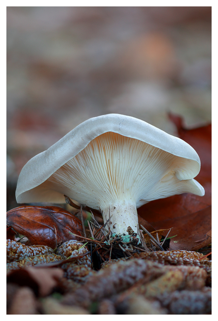 Mushroom 2024 1b Close-Up Photography