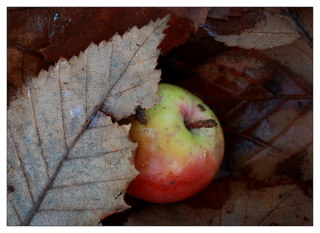 Apple 2024 1 Close-Up Photography