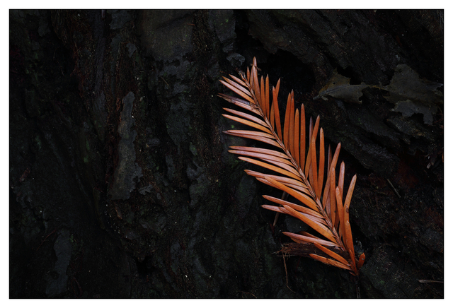 Dark Bark 2024 1 Close-Up Photography