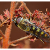 Hoverfly 2024 1 - Close-Up Photography