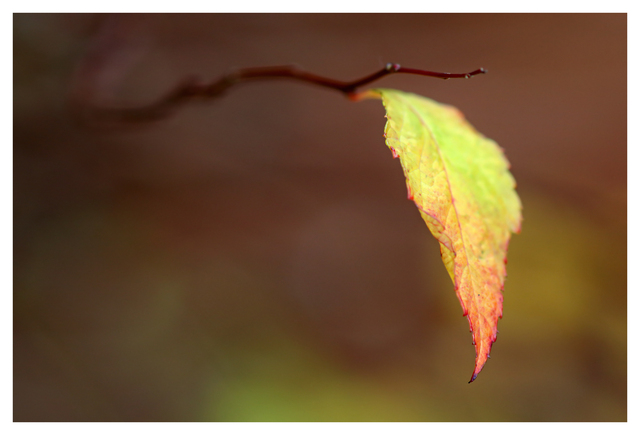 Autumn Leaf 2024 1 Close-Up Photography