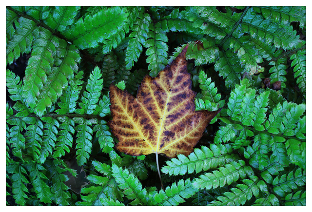 Autumn 2024 1b Close-Up Photography