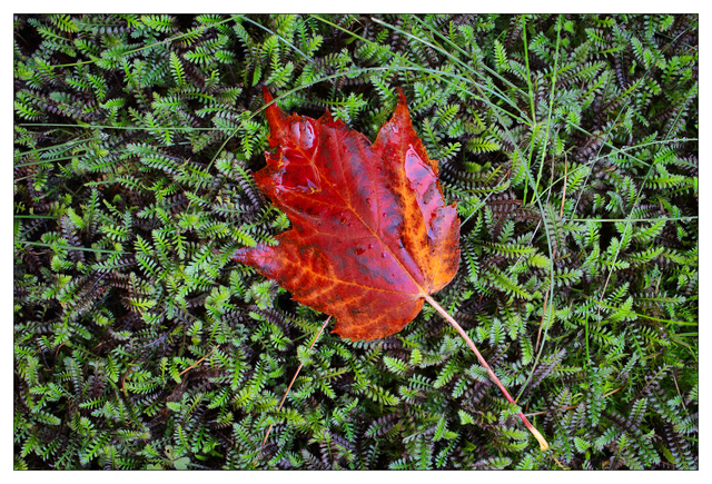 Autumn 2024 2 Close-Up Photography