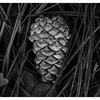 Pinecone 2024 1 - Black & White and Sepia