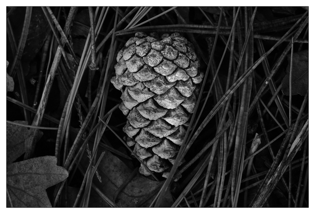 Pinecone 2024 1 Black & White and Sepia