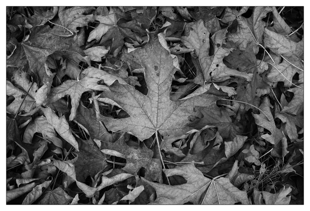 Hawk Glen Park 2024 6 Black & White and Sepia