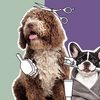 dog groomers close to me - Coquitlam Dog Grooming Inc