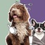 dog groomers close to me - Coquitlam Dog Grooming Inc.