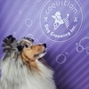 dog grooming near me - Coquitlam Dog Grooming Inc