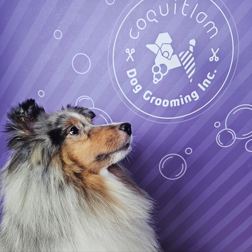 dog grooming near me Coquitlam Dog Grooming Inc.