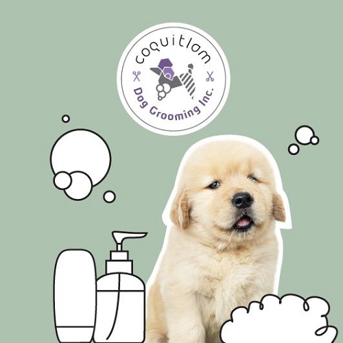 dog pet grooming near me Coquitlam Dog Grooming Inc.