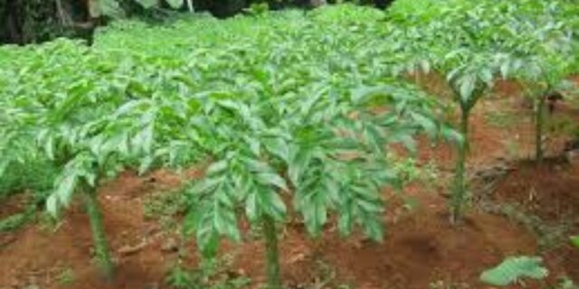 pullaganda in english pullaganda in english