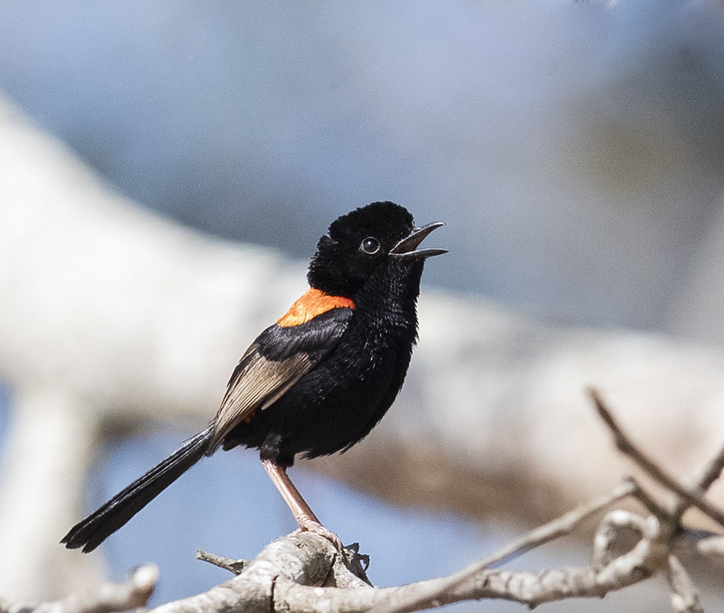 51963643991 3b486e5400 c - 