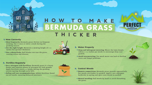 Infographic-How-To-Make-Bermuda-Grass-Thicker Picture Box
