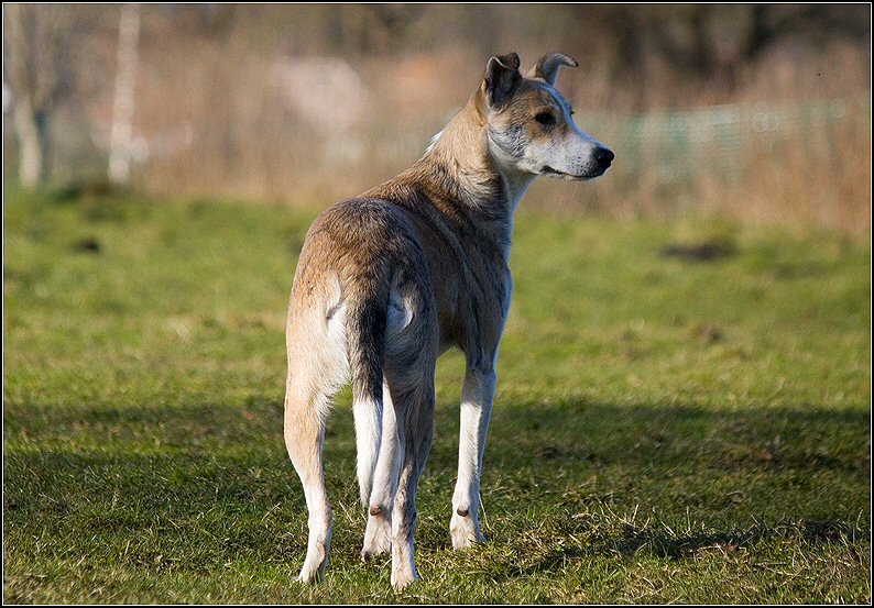 24 - honden 6 febr 25