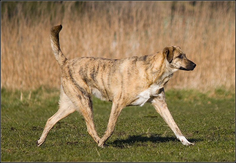 34 - honden 6 febr 25