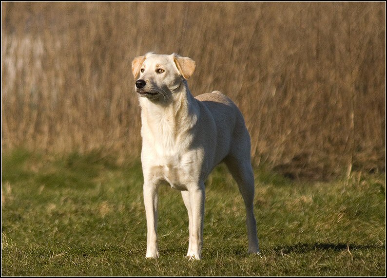 57 - honden 6 febr 25