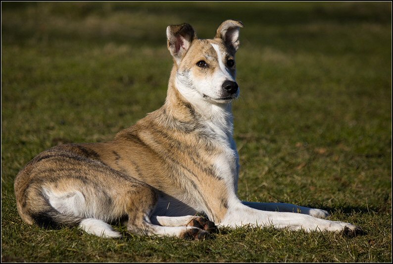 62 - honden 6 febr 25