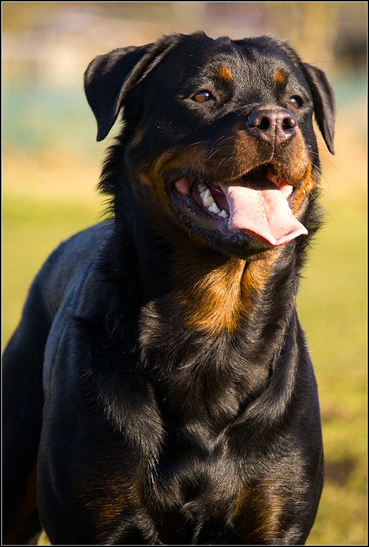 79 - honden 6 febr 25