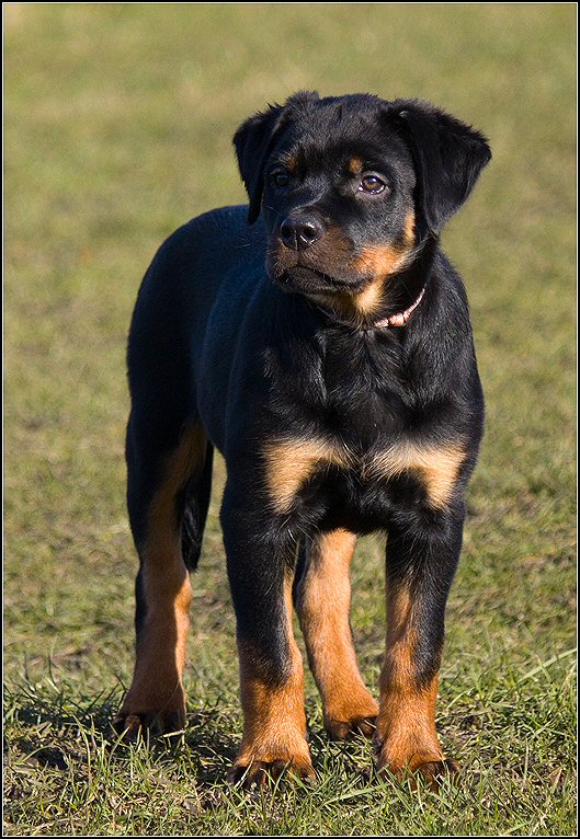 95 - honden 6 febr 25