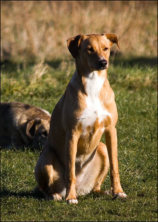 26 - honden 6 febr 25