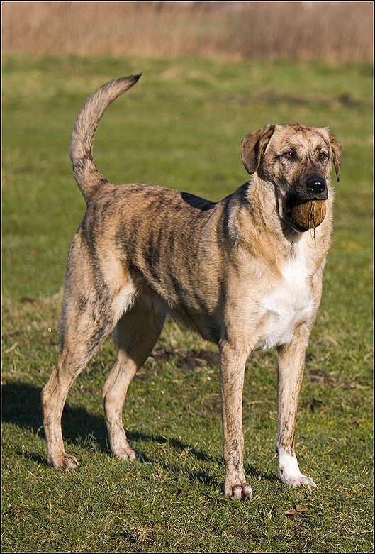 27 - honden 6 febr 25