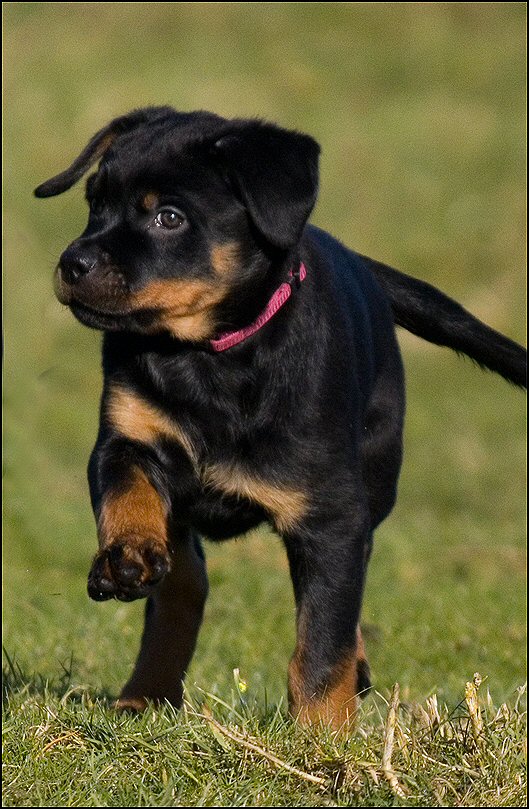 104 - honden 6 febr 25