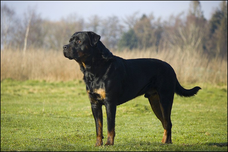 36 - honden 6 febr 25