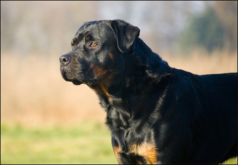 37 - honden 6 febr 25