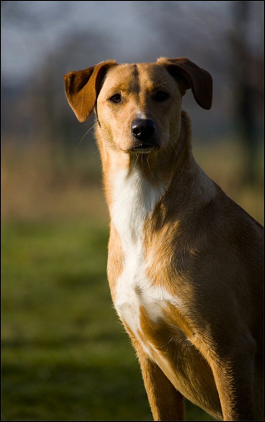 106 - honden 6 febr 25