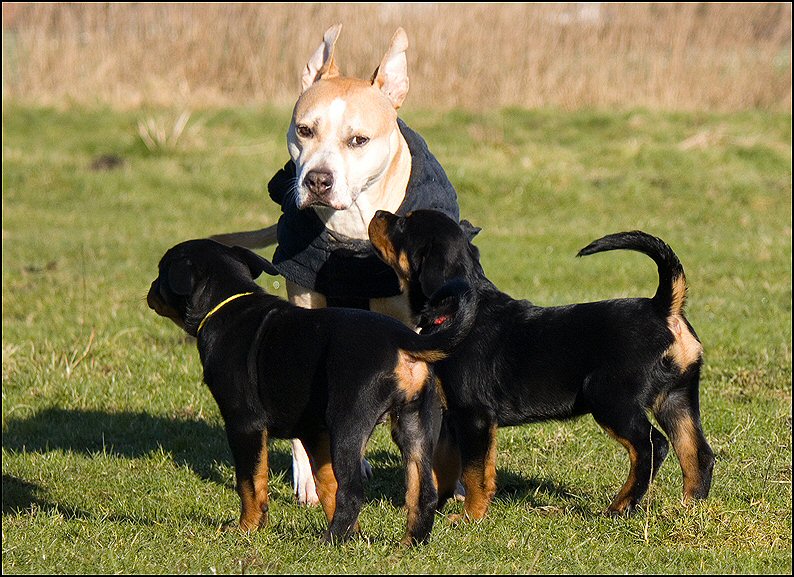 162 - honden 6 febr 25