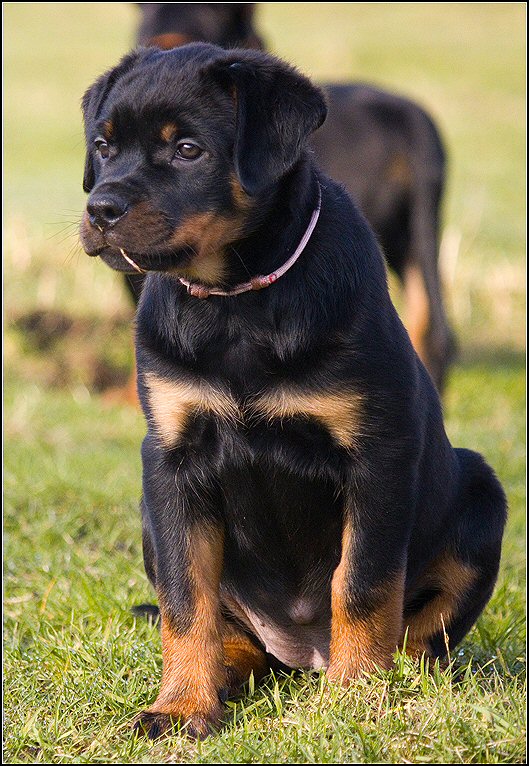 120 - honden 6 febr 25