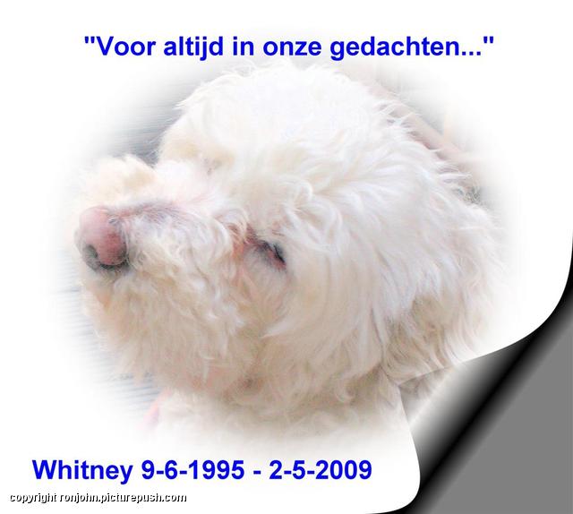 Whitney 9-6-95 2-5-09 In huis 2009