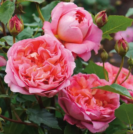 David Austin Roses Boscobel Picture Box