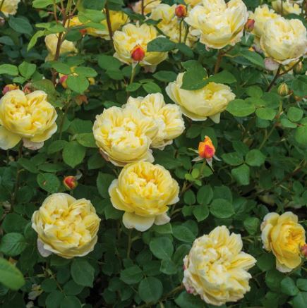 David Austin Roses Charles Darwin Picture Box
