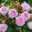 David Austin Roses Olivia R... - Picture Box
