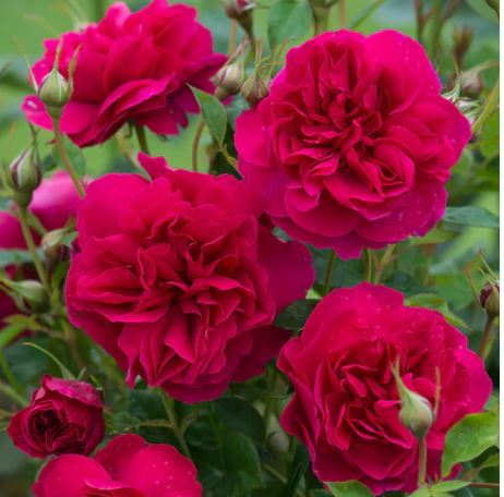 David Austin Roses Thomas à Becket Picture Box