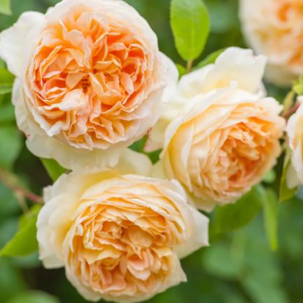 David Austin Roses Picture Box