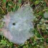 1 - A cure to Morgellons Disease