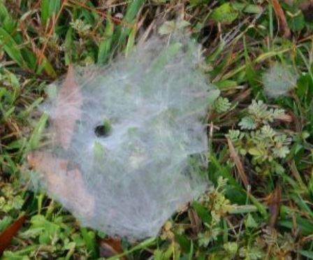1 A cure to Morgellons Disease