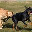 16 - Honden 5 Maart '25