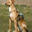 20 - Honden 5 Maart '25