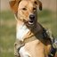 26 - Honden 5 Maart '25