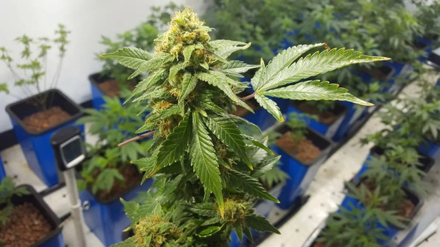 Fast & Reliable Ontario Weed Delivery Services luckyfarms.org