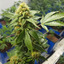 Fast & Reliable Ontario Wee... - luckyfarms.org