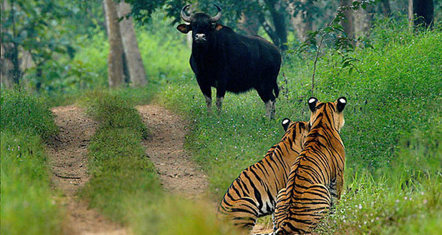 Chikmagalur Jungle Safari Chikkamagalur