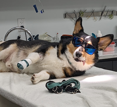 Surgeries PoCo West Animal Hospital