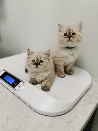 Vaccination PoCo West Animal Hospital