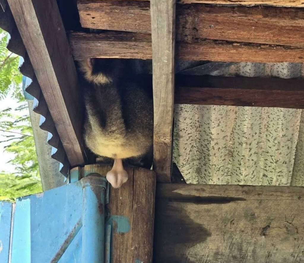 485770944 1081366854023521 2894455149957728153 n - 