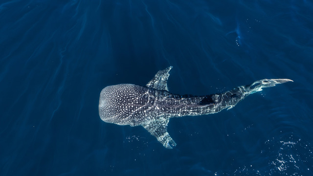 133808825227397240 Picture Box